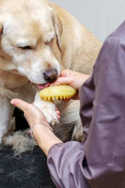 labrador allergies