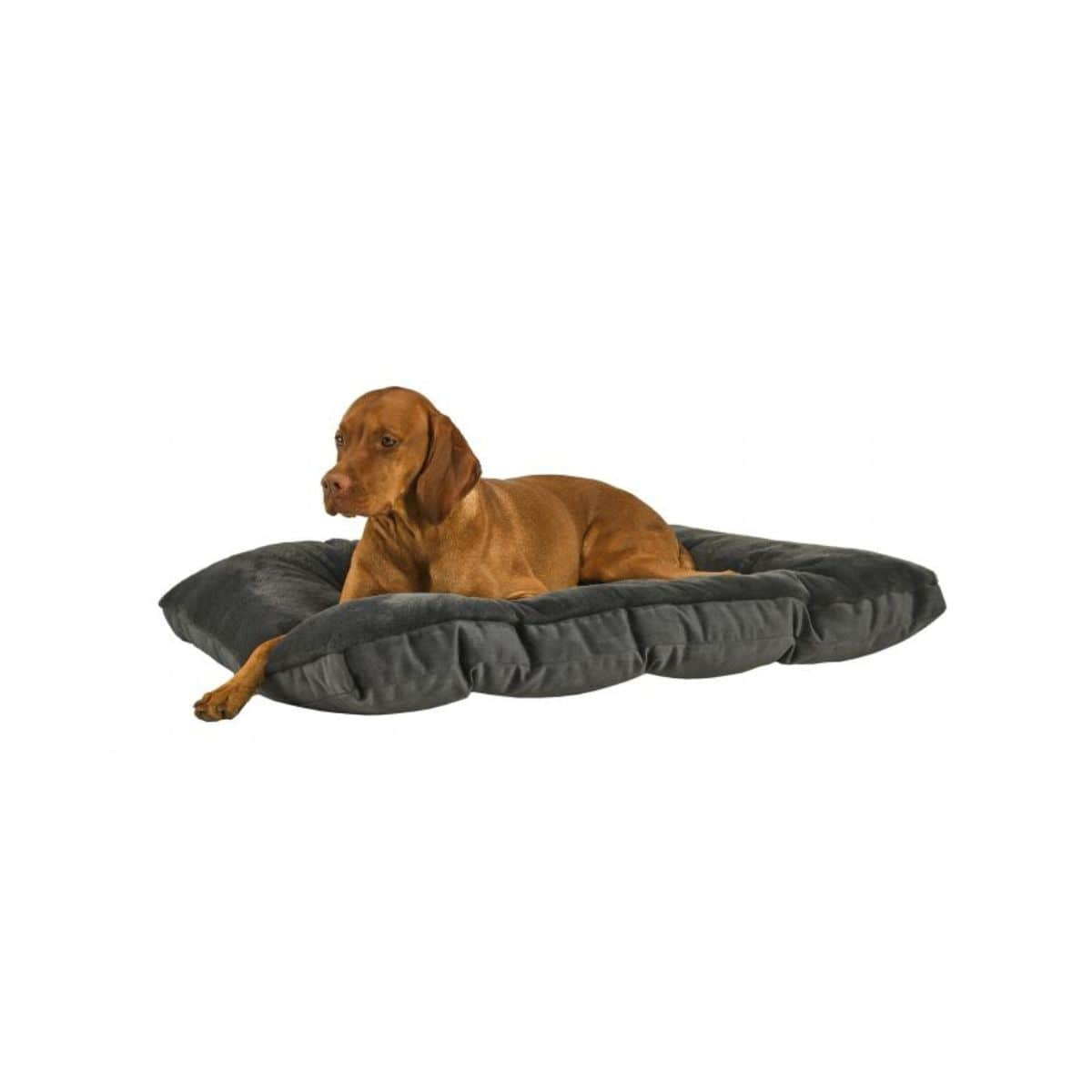 Black Bowsers The Dream Puppy Bed