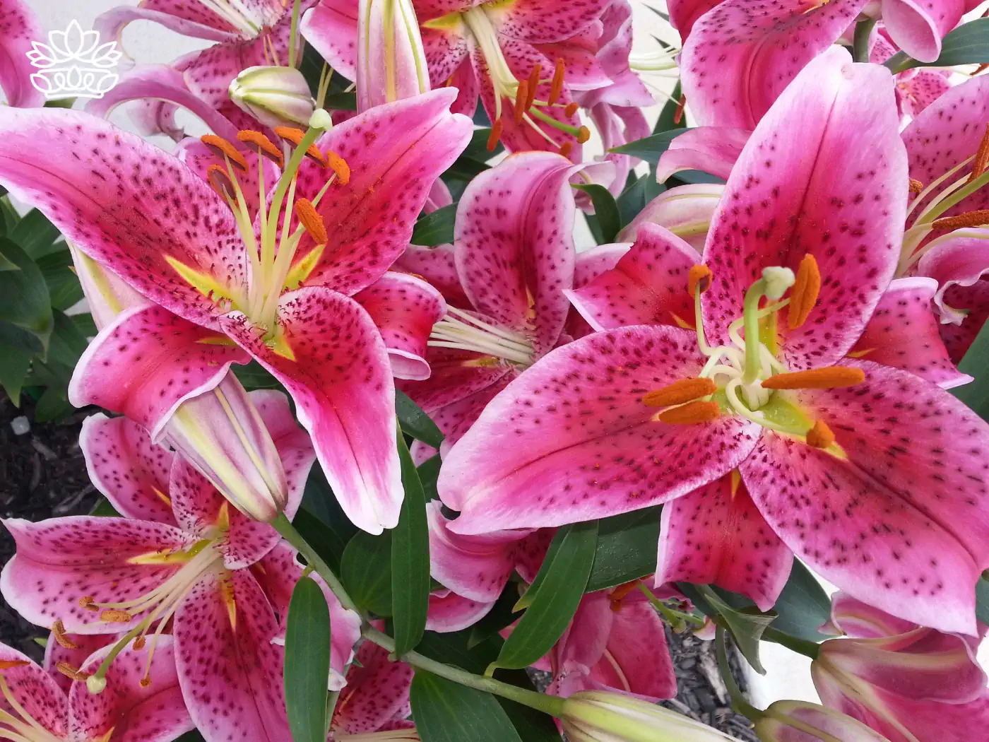 **Vibrant pink stargazer lilies in full bloom, showcasing their delicate petals and striking stamen. Fabulous Flowers and Gifts.**