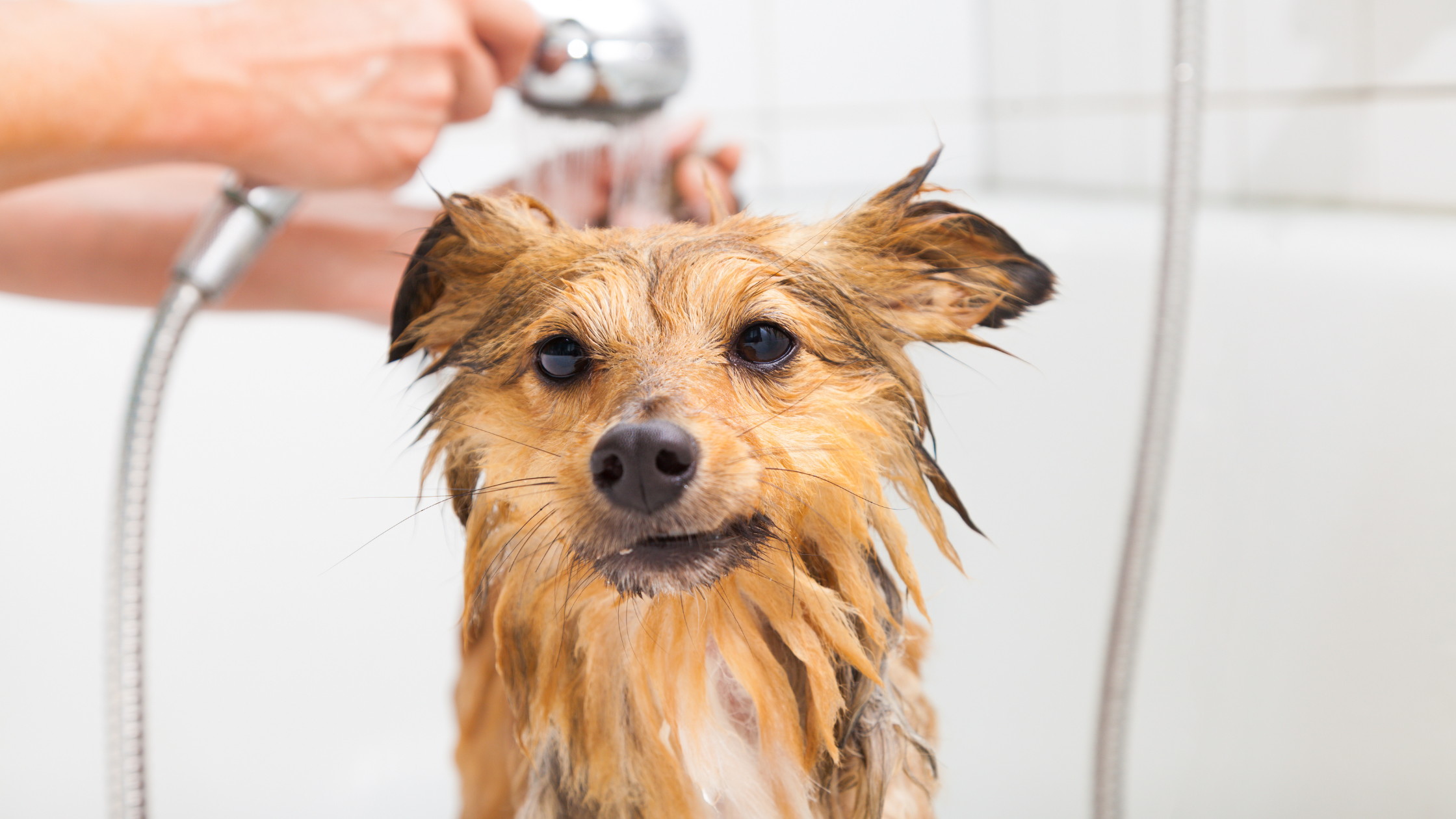 A Sheltie getting a warm bath