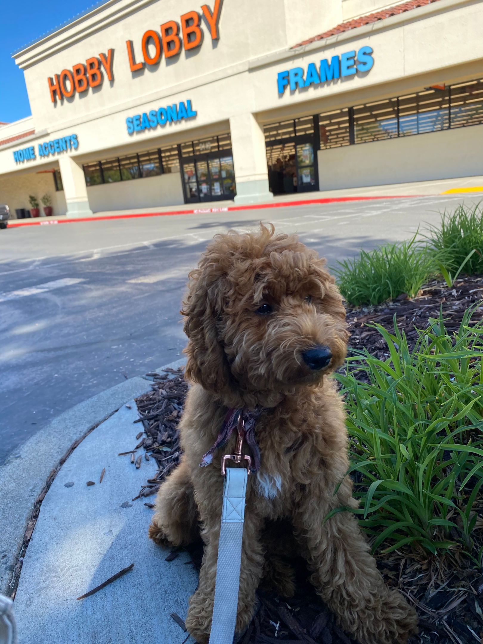 Photo showing a dog in front of a Hobby Lobby retail location. 