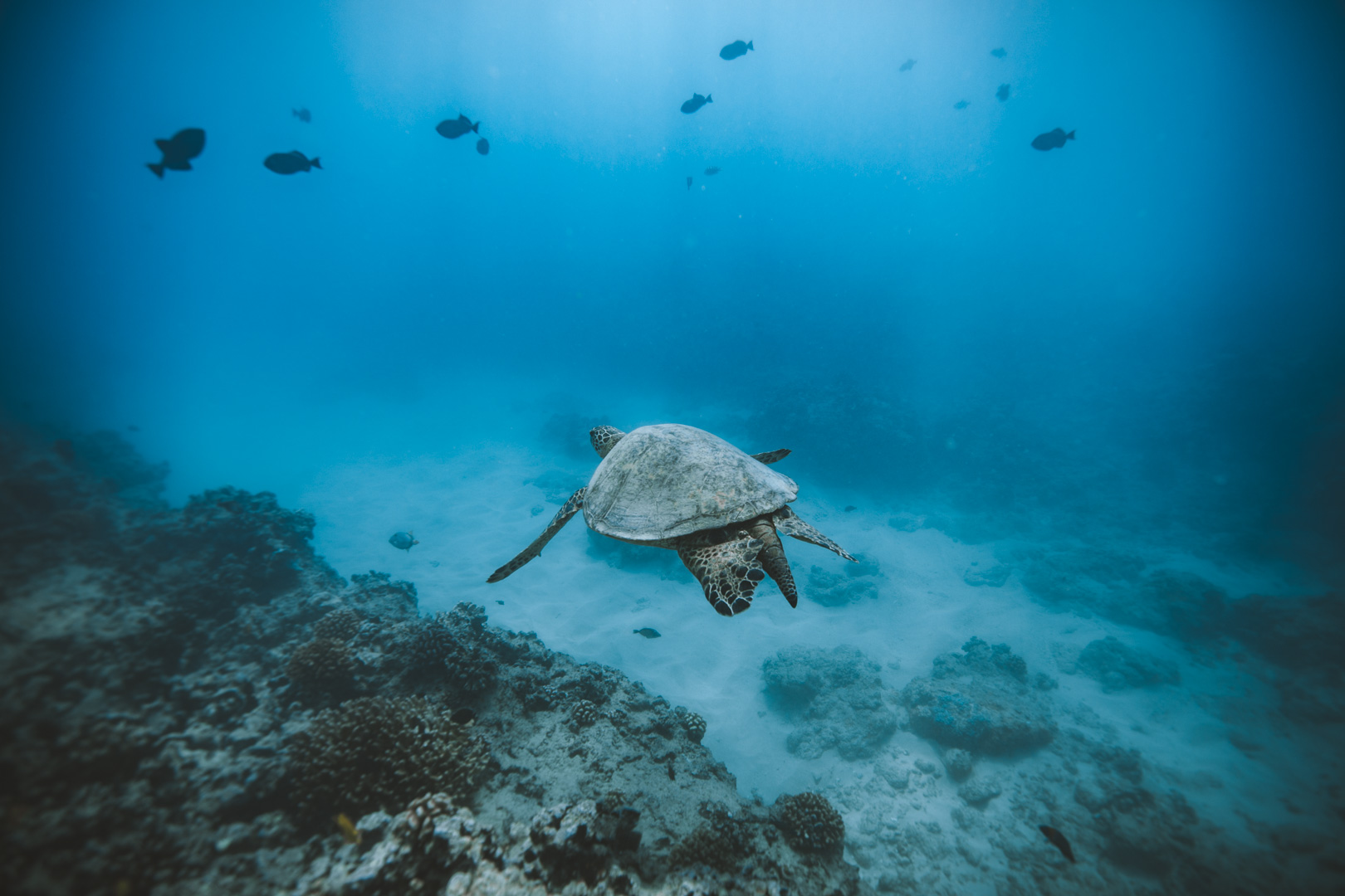 Green Sea turtle swiming underwater at tropical reef.