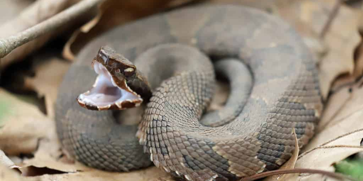 13 Interesting Animals In Kentucky