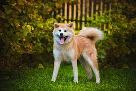 Japanese Akita