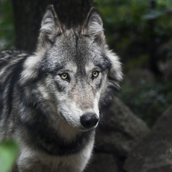 Gray Wolf