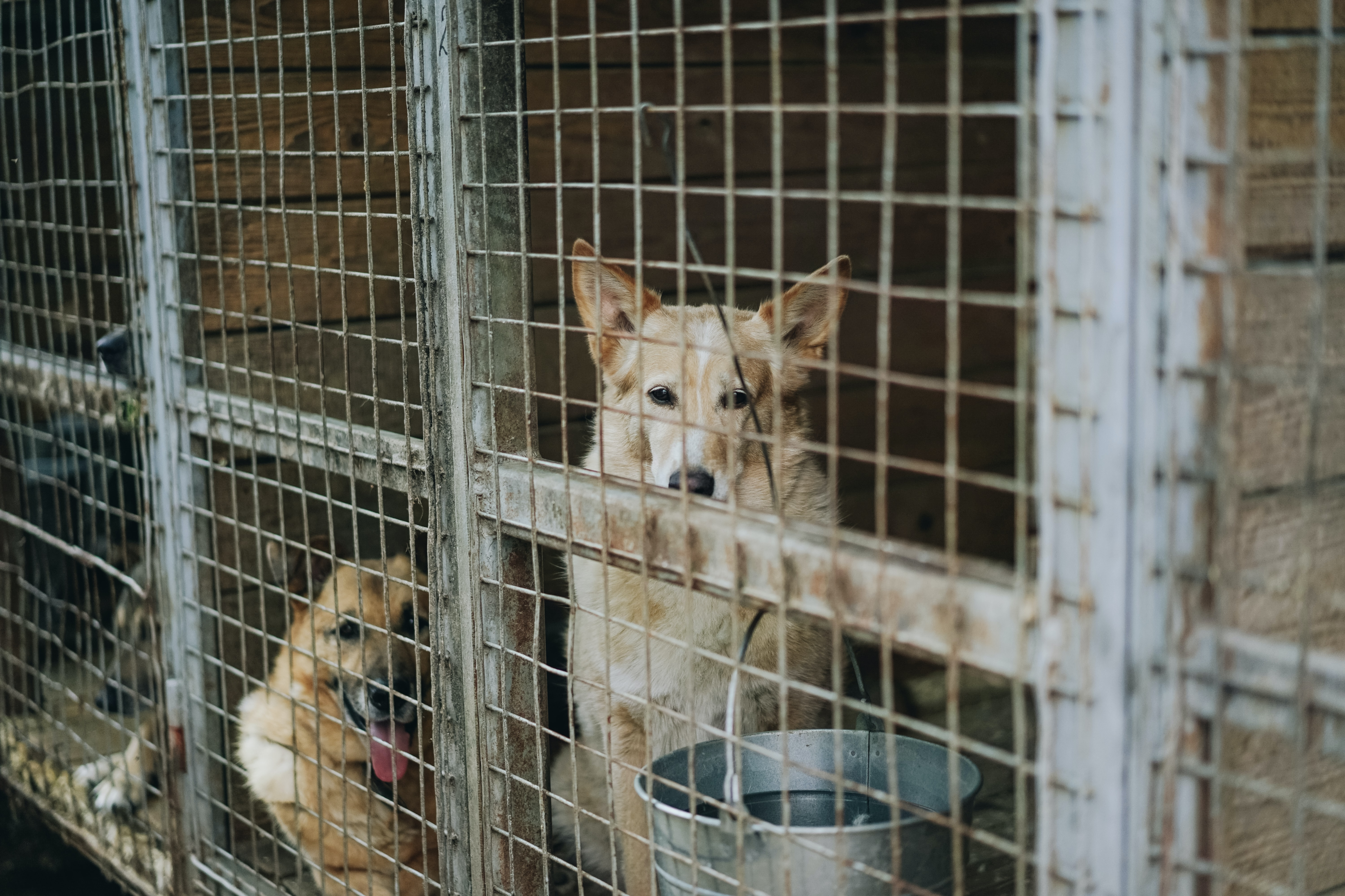Rescued dogs are not meant to stay in shelters, they are better with owners | Photo from Unsplash Website