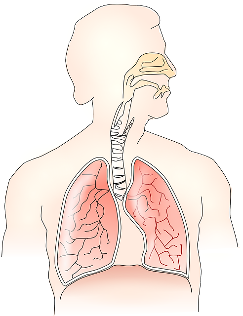 An image of a drawing of human lungs.