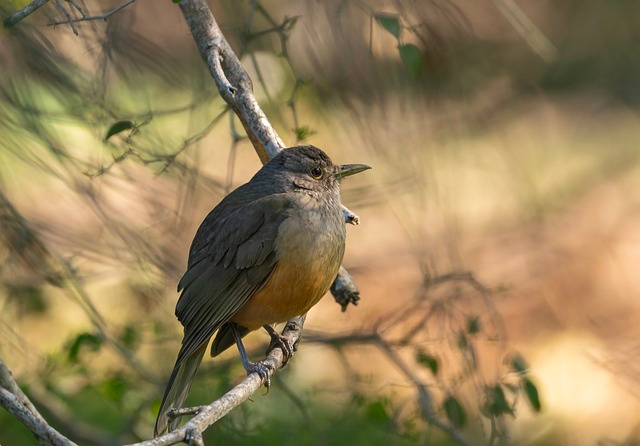 rufous-bellied thrush, bird, turdus rufiventris