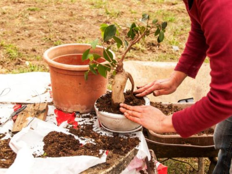 The prosperity of a bonsai tree is fundamentally linked to the care bestowed upon its soil.