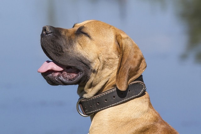pet, dogs, boerboel, tongue, boerboel, boerboel, boerboel, boerboel, boerboel