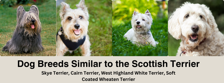 A photo collage of dog breeds similar to the Scottish Terrier