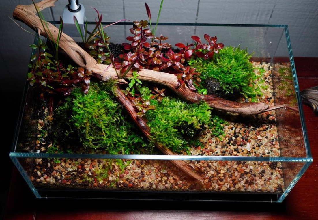 aquarium driftwood with dry start method