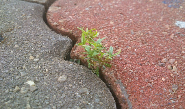A red rock paver and a grey rock paver with a tiny green plant growing through the crack, demonstrating perseverance.