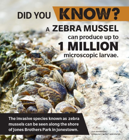 native fish, native wildlife and municipal water intakes can all be harmed and native mussels, they can ruin the food chain so leave your boards on dry land in the sun to help protect local ecosystems,watercraft owners check ballast tanks and boat trailers.