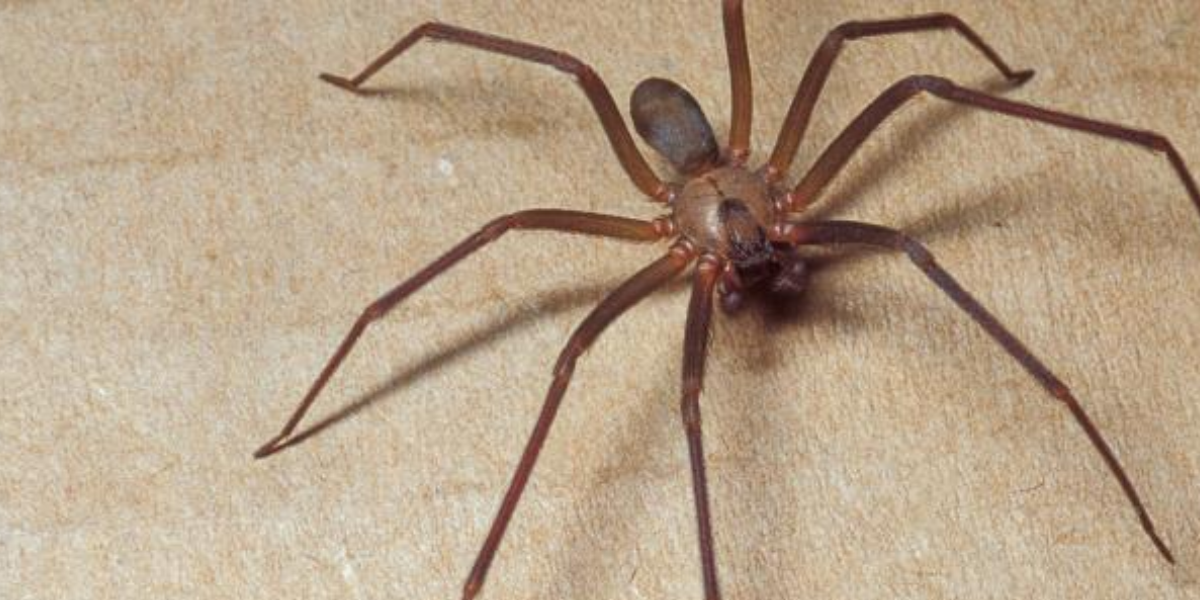 Brown recluse spider, Michigan