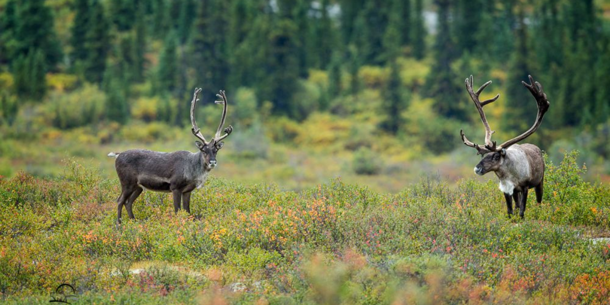 interesting animals in Denali National Park