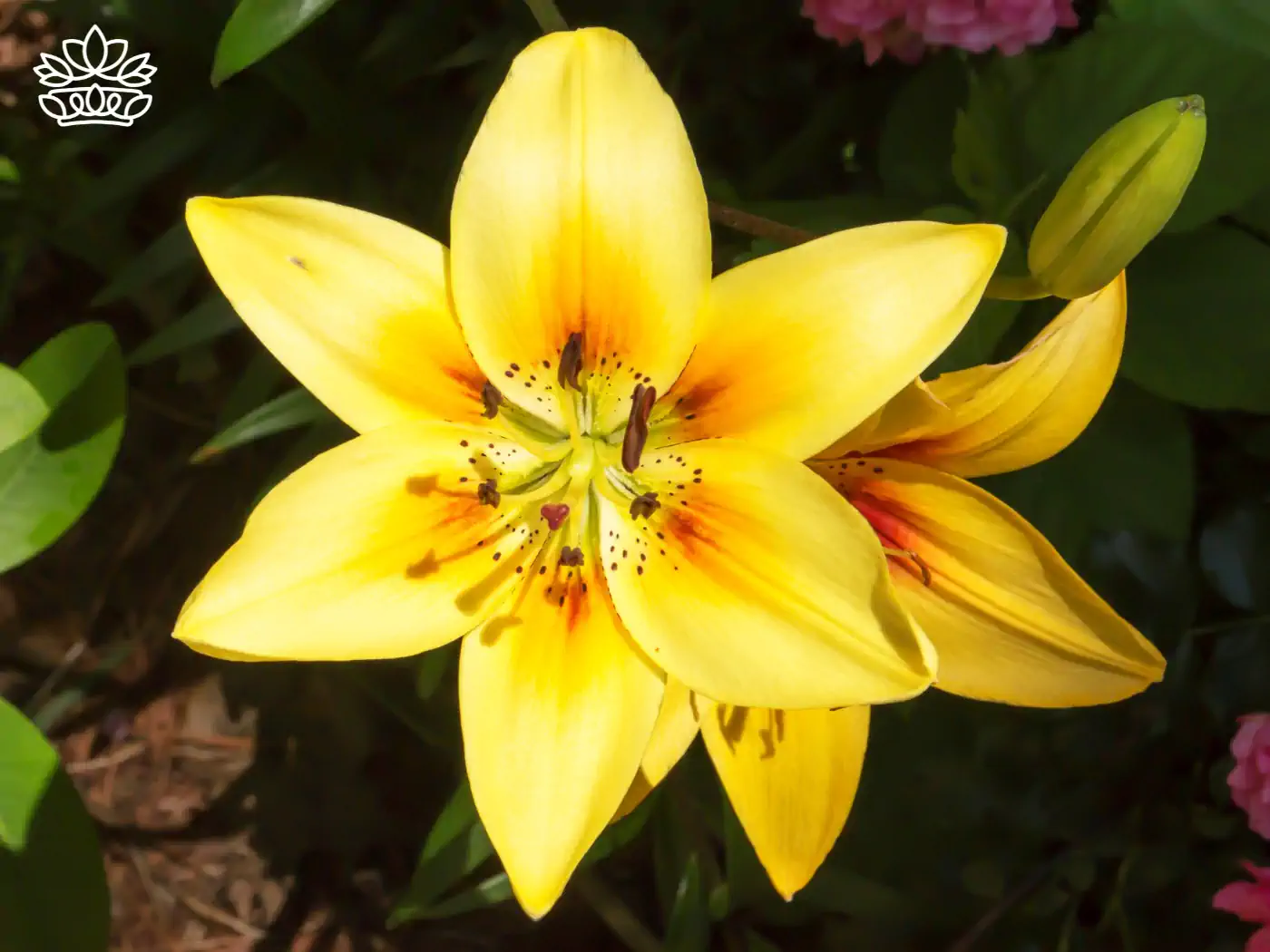 **Bright yellow stargazer lily in full bloom, displaying vivid colours and intricate details. Fabulous Flowers and Gifts.**