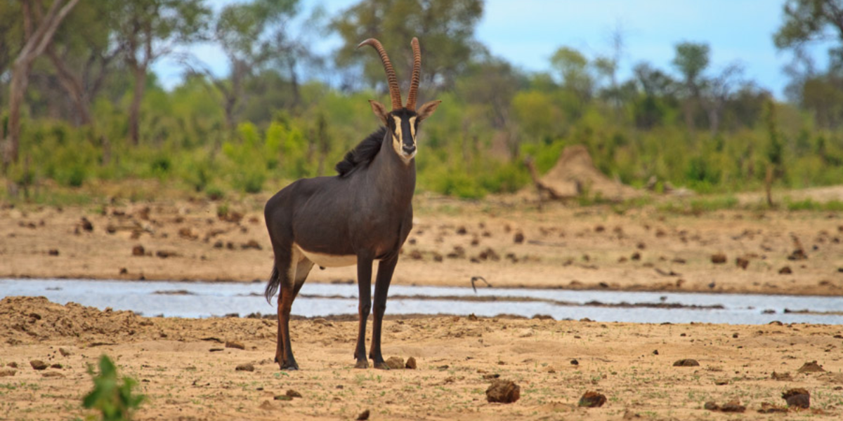 interesting animals in zimbabwe