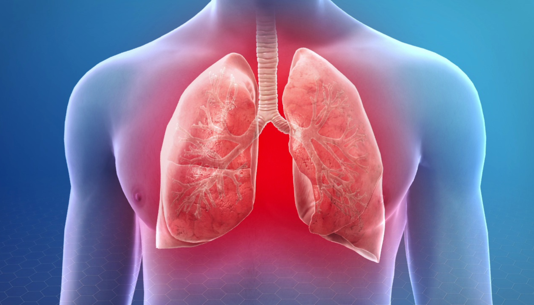 Digital illustrasjon av menneskelige lunger med fremhevet rødhet i brystområdet, symboliserer betennelse eller infeksjon i luftveiene.
