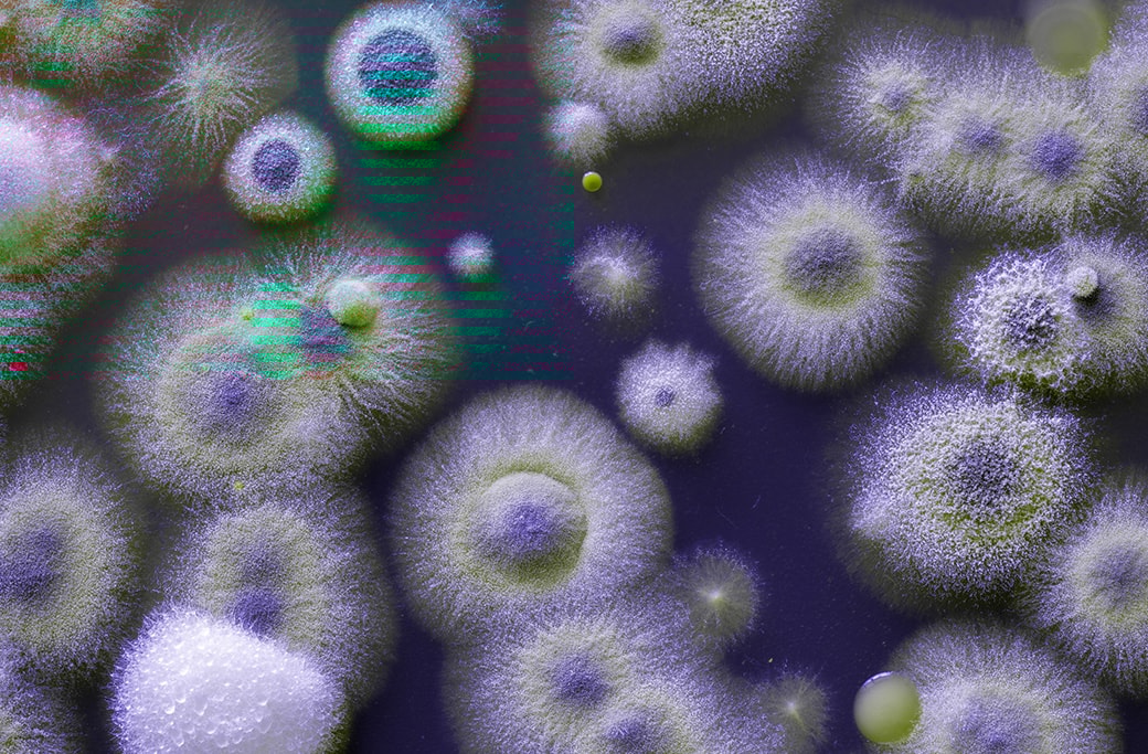 Health risks associated with water damage, showcasing mold growth.