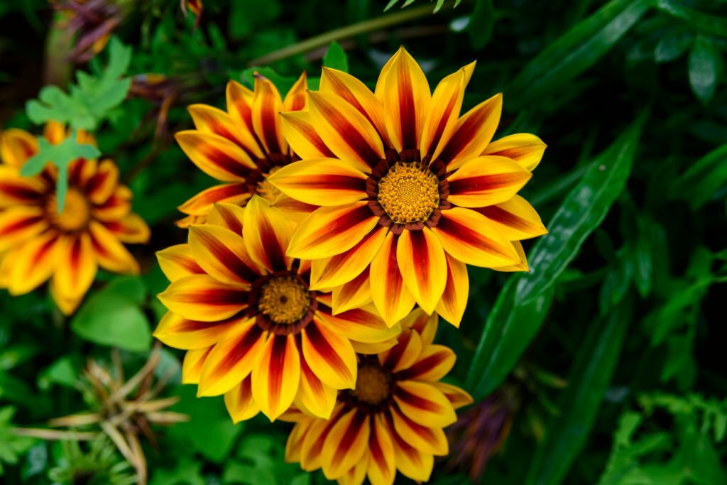 Gazania