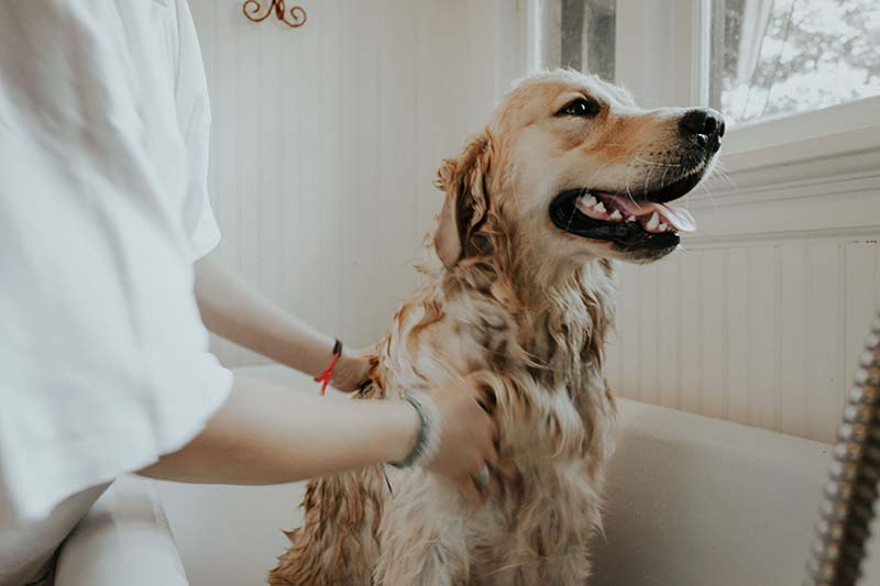 expert tips for bathing, dog bath