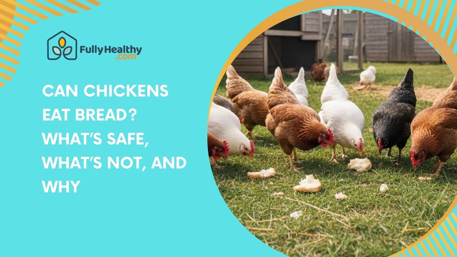 Can Chickens Eat Bread? What’s Safe, What’s Not, And Why