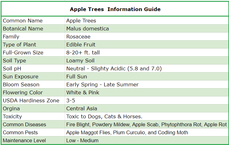 How to Grow Apples: The Full Planting Guide - Shrubhub