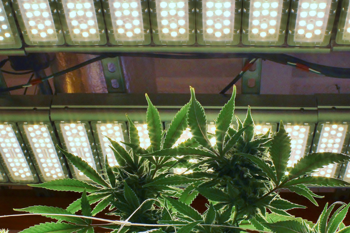 Energy-efficient LED lights illuminating a cannabis grow room, emphasizing energy efficiency in cultivation.