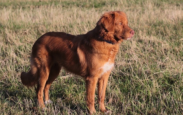 puppy, nova scotia duck tolling retriever, toller