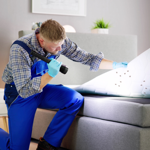  Schädlingsbekämpfung in Ihrem Hause