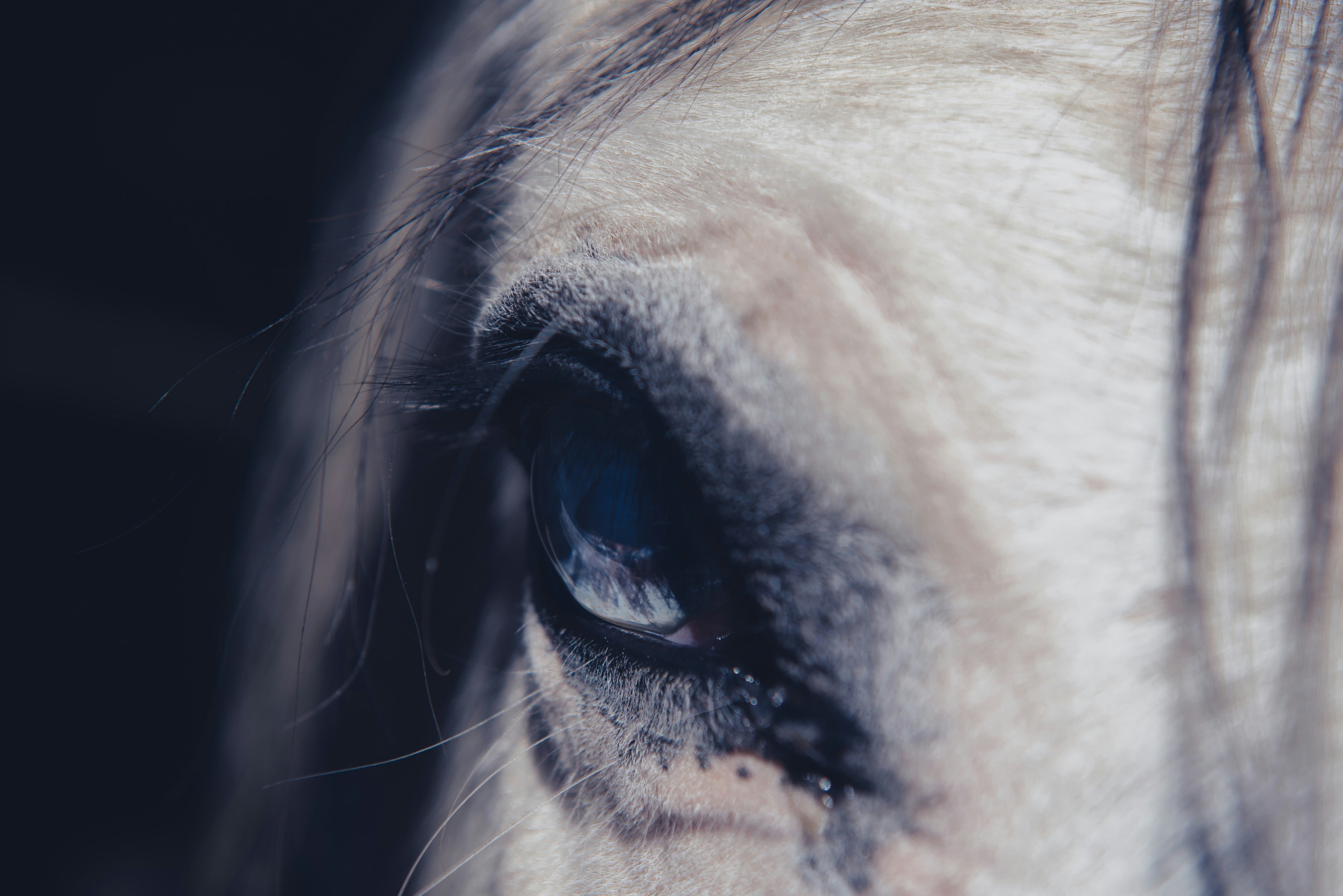 A close up of a horse's eye