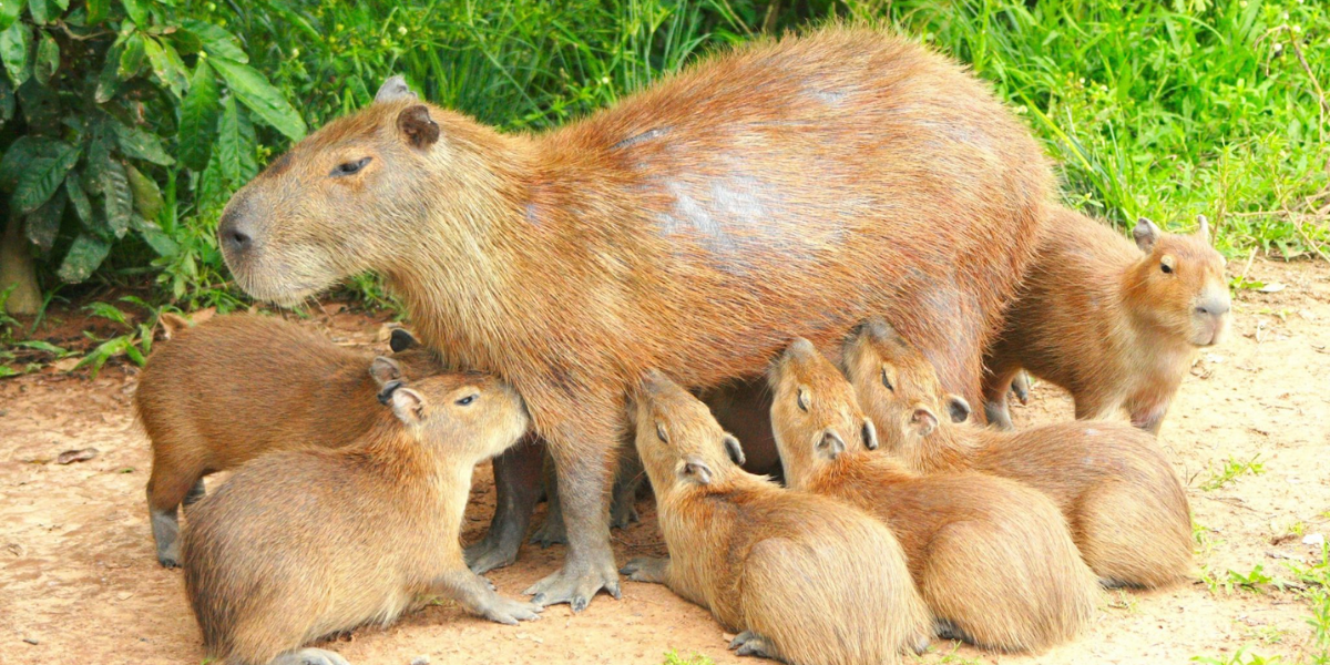 interesting animals in venezuela