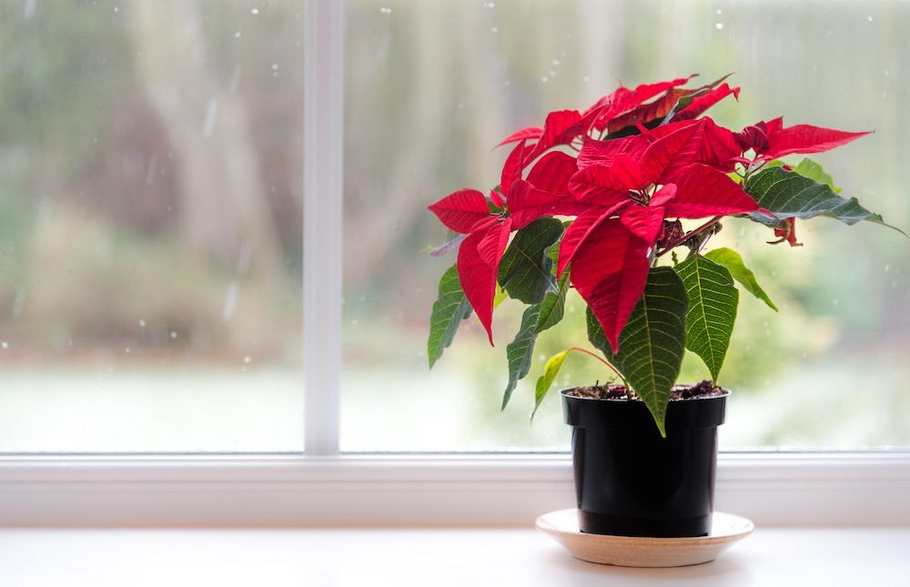 Poinsettias