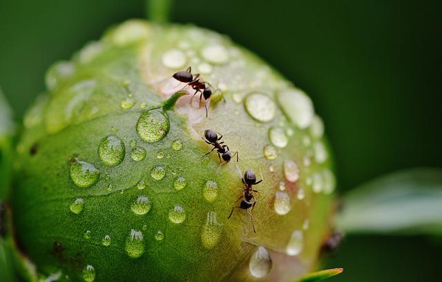 worker ants, water drops, ants