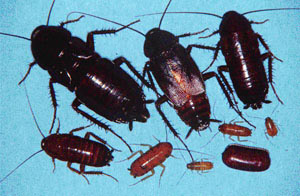 An image showing the various stages of the Oriental roach's life cycle.