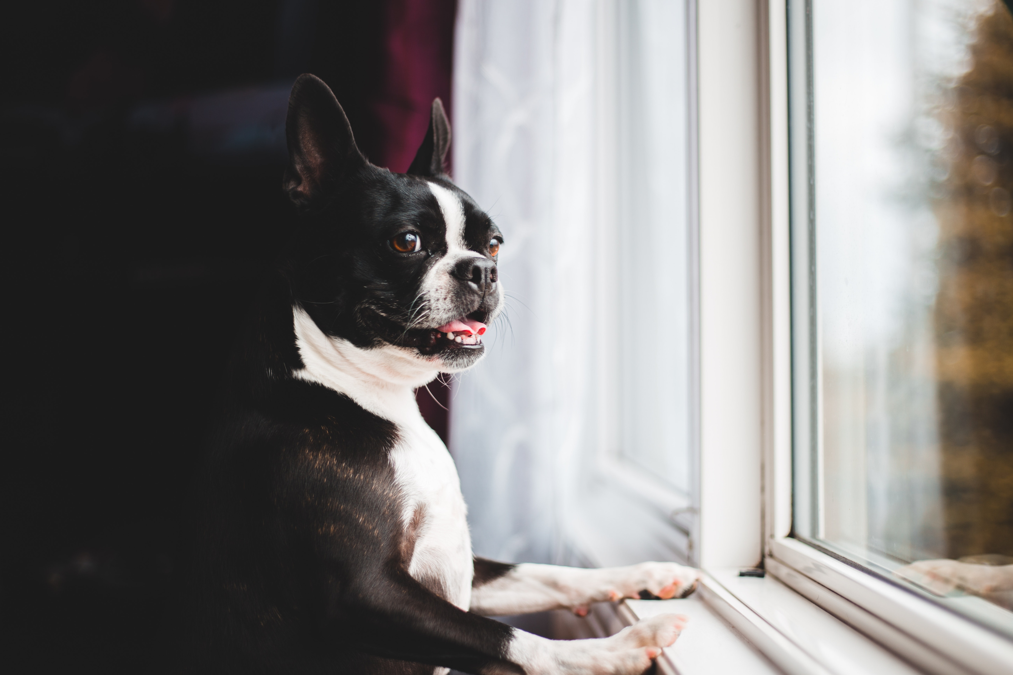 A Boston Terrier looking out the window.