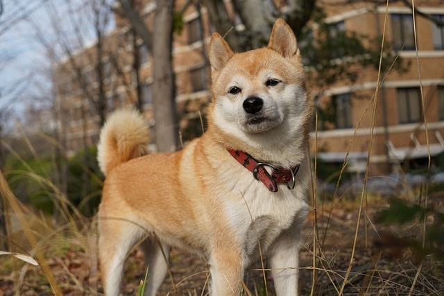 shiba inu, dog, pet