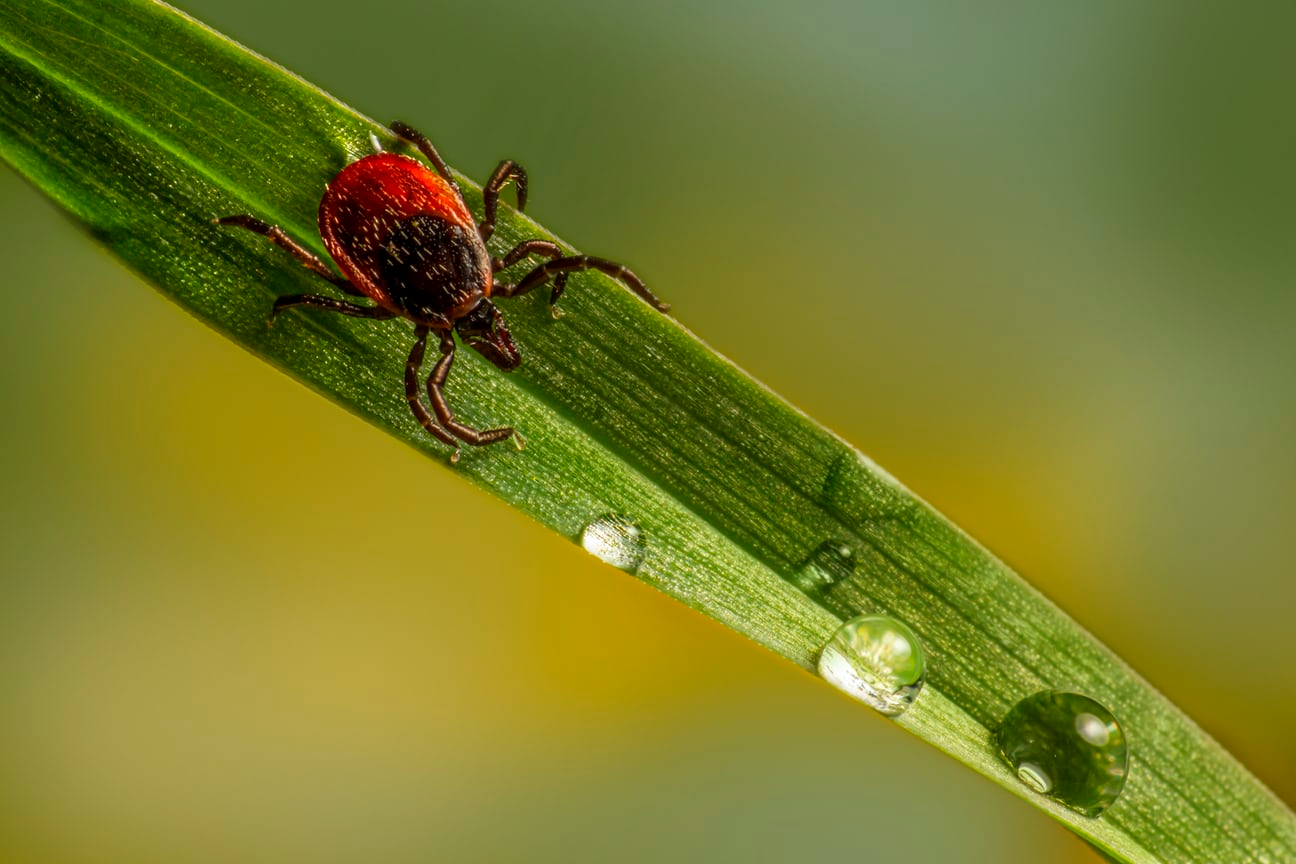 treatments for lyme disease