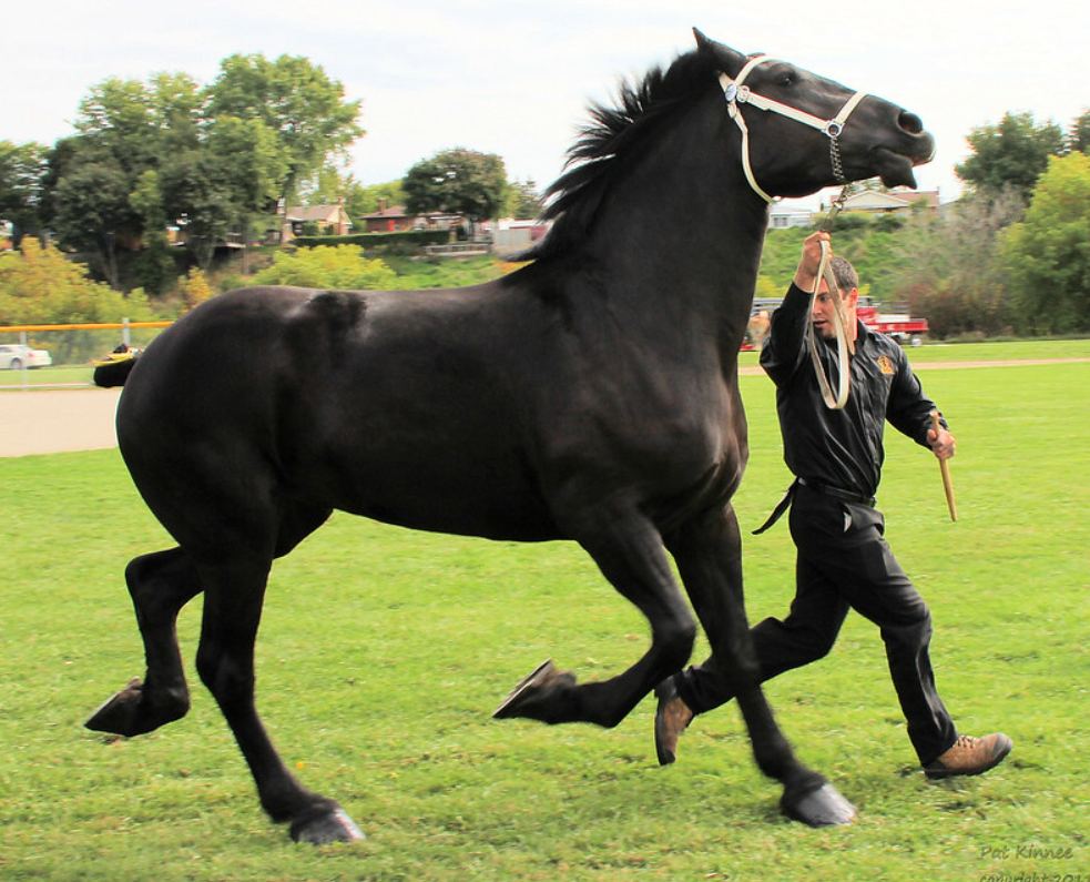 Training a black Percheron horse