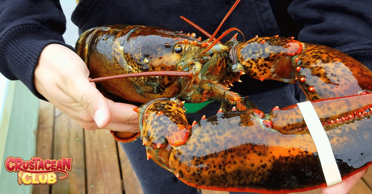 An image of a large caught lobster 