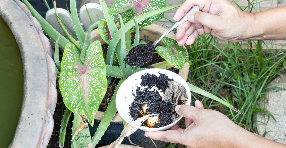 coffee grounds added to the plant