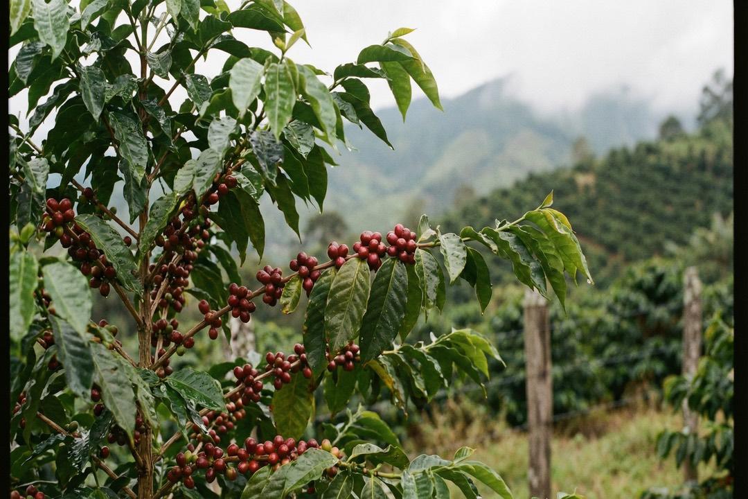 Coffee a tropical fruit, grown in warm, humid countries