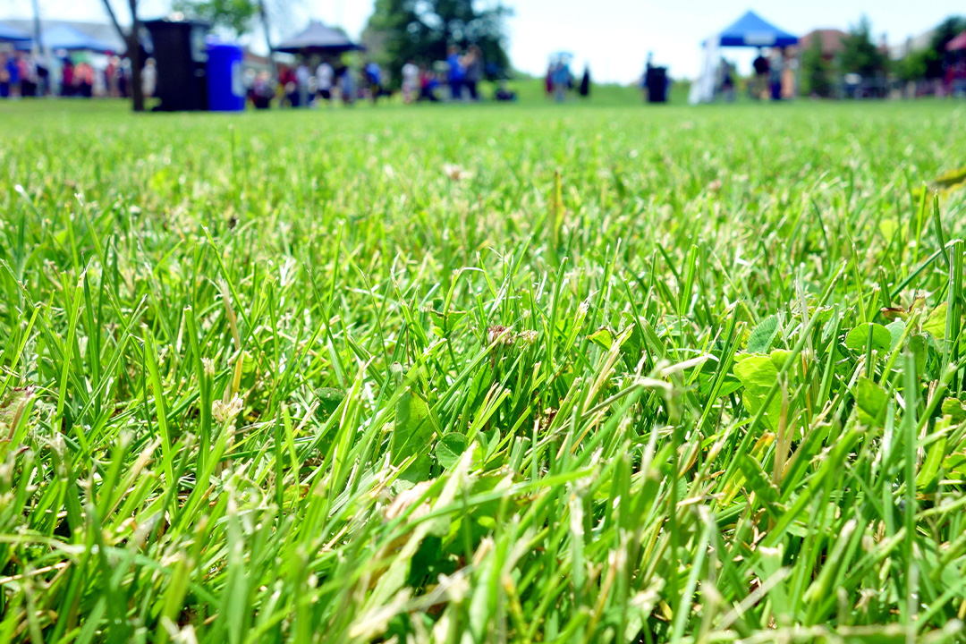 Close up of grass in summer day