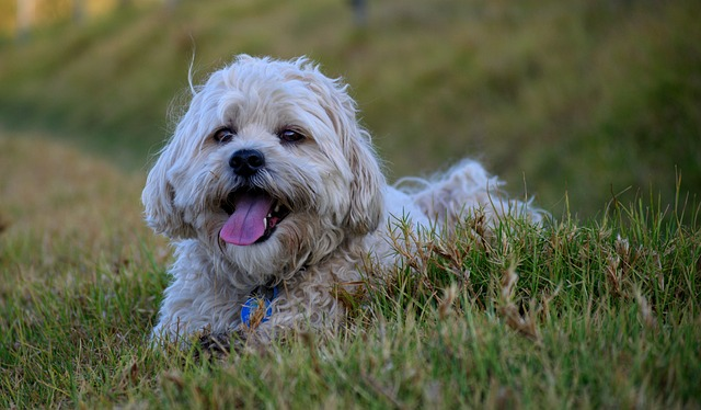 dog, shih tzus, maltese, small dog, long coat, undershot bite