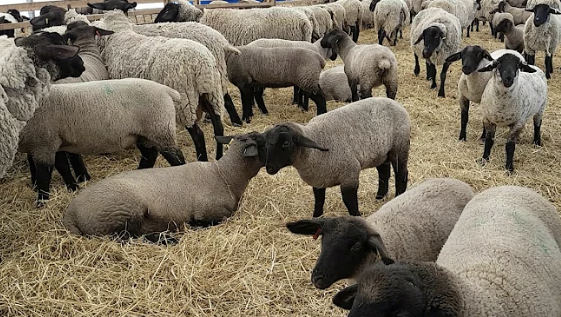 Suffolk-Sheep