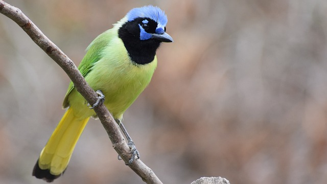 green jay, bird, branch