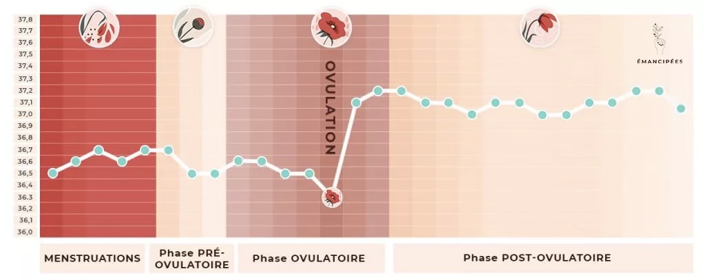 courbe température ovulation