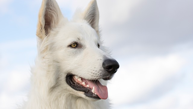 dog, white shepherd, nature