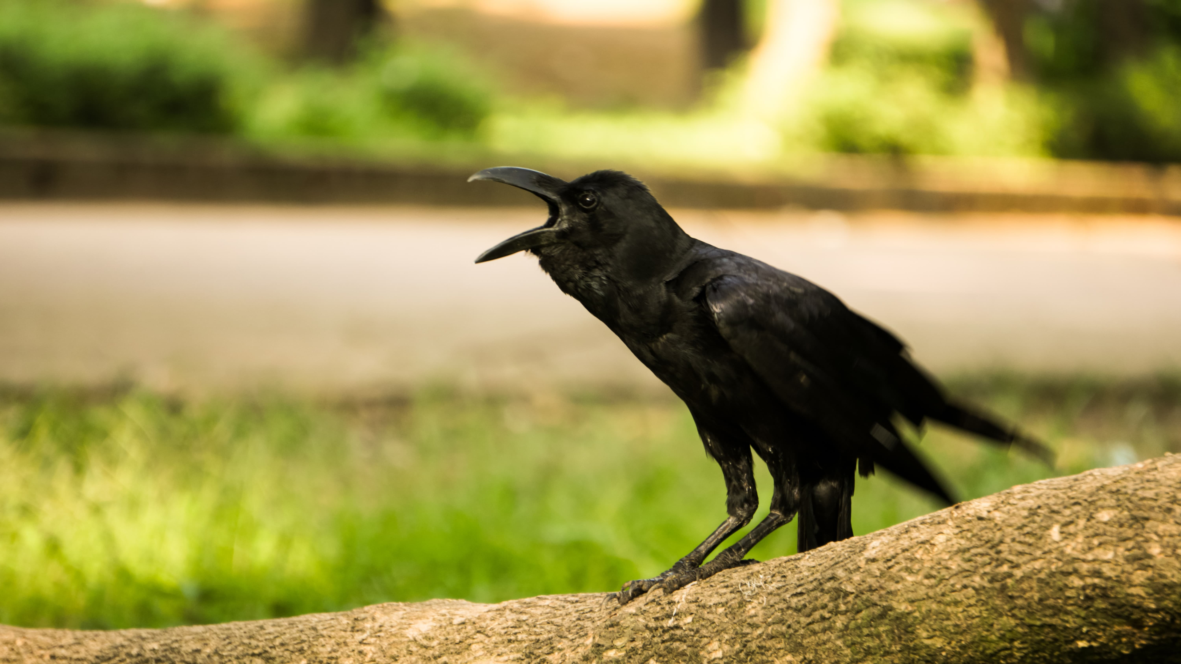 Number 1 Crows